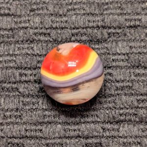 Rare Purple, Yellow & Red Hybrid Popeye Corkscrew