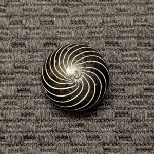 Big 13/16" Black Clambroth With 16 Evenly Spaced White Surface Lines