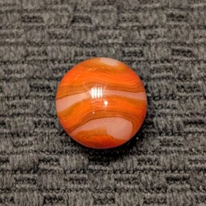 Over 11/16" Orange & Brown Corkscrew on a Moss Base with over a 2x Twist!